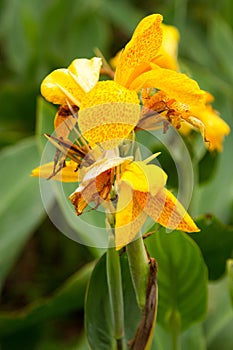 Canna Lily 'Yellow King Humbert'