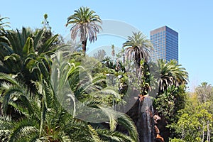 Canna in los angeles