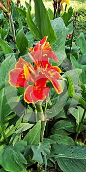 Canna`Lucifer Lily with leave tree plant