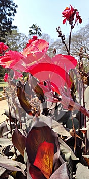 Canna`Lucifer Lily red flower natural shed