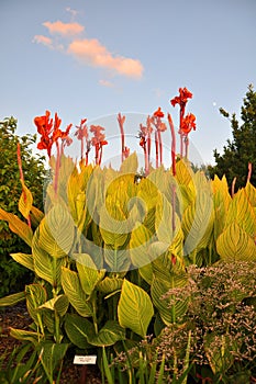 Canna plants