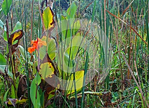 CANNA PLANTS WITH YELLOWING LEAVES