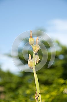 Canna seed pod on the sunlight with green tree and blue sky background.