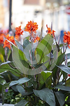 Canna species of quarters growing in the city..