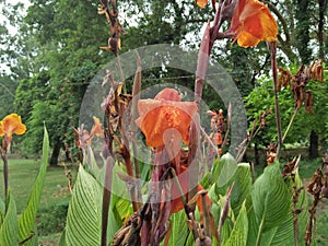 Canna Striata