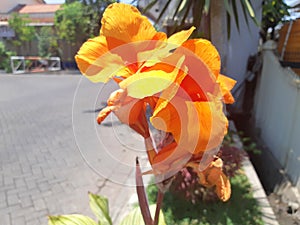 Canna Striata