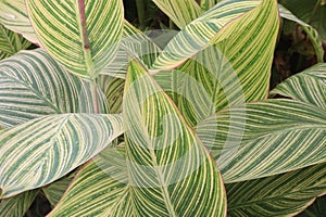 canna tropicanna plant on farm