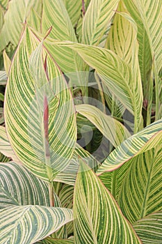 canna tropicanna plant on farm