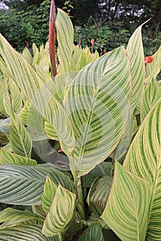 canna tropicanna plant on farm