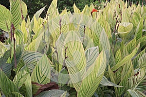 canna tropicanna plant on farm