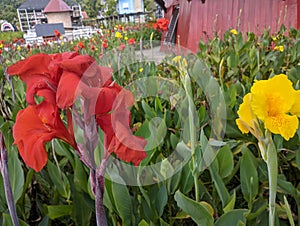 Canna \'Yellow King Humbert\' Burbank. Canna close up Indian shot, African or purple arrowroot, edible canna