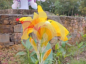 Canna yellow king humbert burbank