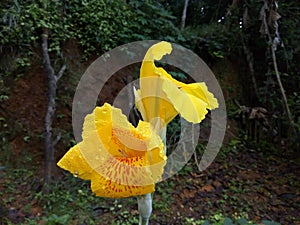 Canna 'Yellow King Humbert' Canna x generalis 'Yellow King Humbert' canna lily