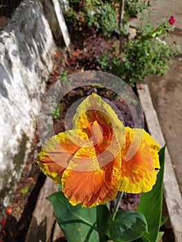 Canna & x27;Yellow King Humbert flower image micro image in indian village farm garden