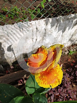 Canna & x27;Yellow King Humbert flower image micro image in indian village farm garden