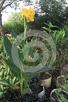 Canna Yellow King Humbert flower plant on farm