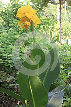 Canna Yellow King Humbert flower plant on farm