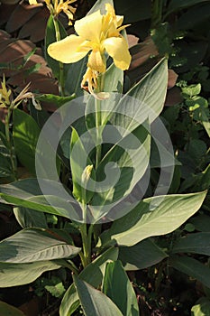 Canna Yellow King Humbert flower plant on farm