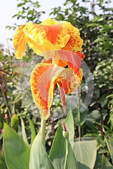 Canna Yellow King Humbert flower plant on farm