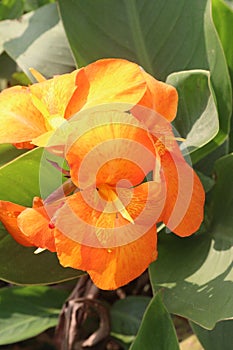 Canna Yellow King Humbert flower plant on farm