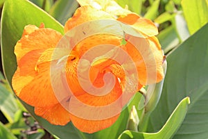 Canna Yellow King Humbert flower plant on farm