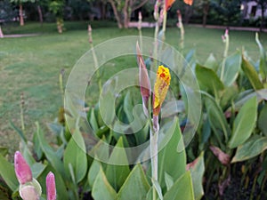 Canna Yellow and Orange flower