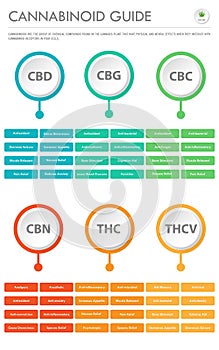 Cannabinoid Guide vertical business infographic