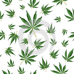 Cannabis Background. Marijuana Hemp Texture. Green Leaf. Hashish Narcotic.