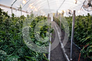 Cannabis buds in greenhouse