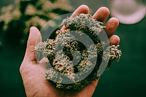 Cannabis buds in hand of man Macro of cannabis weed marijuana moody green tone