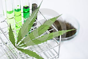 Cannabis Drugs, Analysis of Cannabis in laboratory.