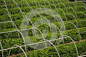 Cannabis farm rows