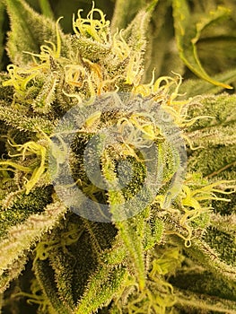 Cannabis female flower 1