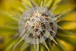 Cannabis flower purple queen hybrid strain growing indoor