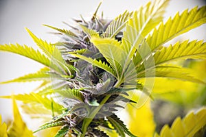 Cannabis flower purple queen hybrid strain growing indoor