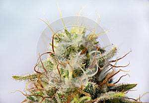 Cannabis flower white critical strain with visible trichomes