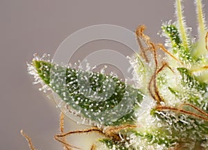 Cannabis flower white critical strain with visible trichomes