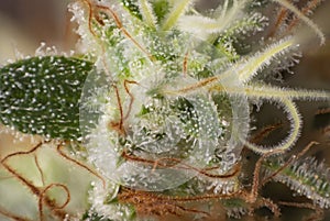 Cannabis flower white critical strain with visible trichomes