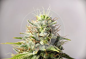 Cannabis flower white critical strain with visible trichomes