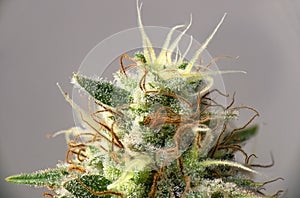 Cannabis flower white critical strain with visible trichomes