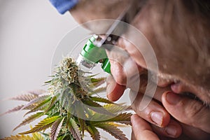 Cannabis grower looking closely at marijuana flowers with a jewelers loupe