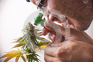 Cannabis grower looking closely at marijuana flowers with a jewelers loupe