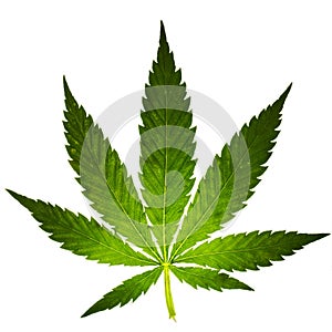 Cannabis leaf