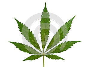 Cannabis leaf, marijuana leaf