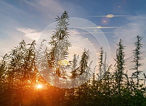 Cannabis leaf, medical marijuana. Cannabis flowers and seeds in green field with back light. Marijuana plant leaves growing high