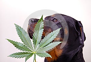 Cannabis leaf and rottweiler dog isolated - marijuana for pets concept