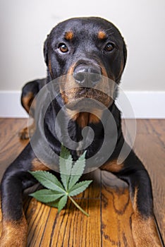 Cannabis leaf and rottweiler dog isolated - marijuana for pets concept