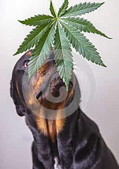 Cannabis leaf and rottweiler dog isolated - marijuana for pets concept