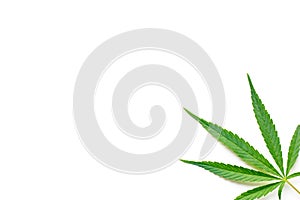 Cannabis leaf