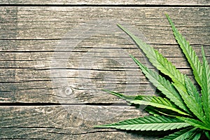 Cannabis leaves